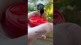 Hummingbirds flying again #shortvideo #animals #rescue #shorts #hummingbird