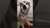 Huskys…one of the most difficult dogs