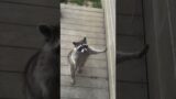 Little racoonio being such a good boy when he hears that prvnci on