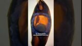 Man saved the life of a baby shark  #respect #animals #rescue #shortvideo