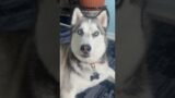 My husky has trained me so well #husky #cutedogs #funnydogs #doglovers #dogshorts #dogs #pets