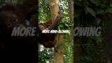 Nature's Hidden Champions: 11 Mind-Blowing Animal Superpowers