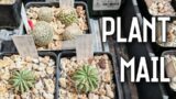 Plant mail from Mesa Garden! | Unboxing new cactus | Mini-show & tell of other new plants