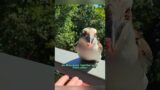 Rescue a trapped bird#shortvideo #animals #rescue #bird #healing #shorts