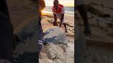 STRANDED TURTLE HELPED to the SEA #shorts #turtle #marinelife #wildlife #animals #rescue