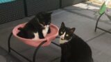 Saturday afternoon chill with 9 cats #cat #chill #livestream