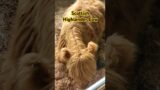 Scottish Highlander Cow at the Clermont County Fair #shorts #countyfair #farmvlog #cow #short
