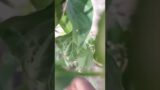 Showing the Truth About Growing Red hot Chili Peppers. This is the transformation