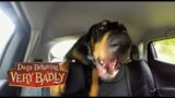 Supercharged Dobermans Dangerous Road Rage