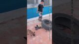 The Emergency Rescue Dog Rescued Her Baby In An Emergency. Motherly Love Is So Great.#Shorts