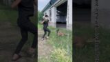 The Owner's Bag Was Stolen, And The Emergency Rescue Dog Subdued The Bad Guy#Shorts