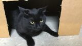 The Troublemaker Kitties season 1: The Notorious Cat Family Episode 5: Nikko’s Embarrassment.