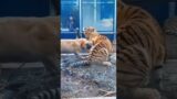 The dog mom and her tiger cubs #shorts #shortsvideo #animals #rescue #dog #tiger