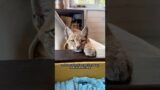 The girl found a kitten with an unusual background #animals #rescue #recovery #shortvideo #shorts