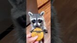 The little raccoon meets a kind man #animals #rescue #recovery #raccoon #shortvideo #shorts