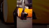 The uncle adopted a cute skunk #animals #rescue #recovery #shortvideo #shorts