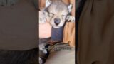 The wolf ended up always guarding the girl #animals #rescue #recovery #shortvideo #shorts
