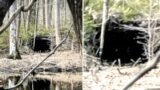 This Man Watched As Something Big Crawled Out Of This Hole In The Forest