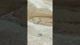 This Truck Went Against All Odds…