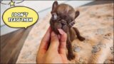 Tiny Frenchie says he is a good boy and never teases cats or dogs. But the truth is…