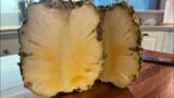 WHEN SHOULD YOU PICK YOUR PINEAPPLE? IS YOUR WHITE SUGARLOAF OR GOLD PINEAPPLE READY?