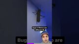 You won’t believe this giant Mexican bug