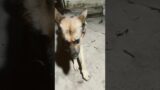 #angel #troublemaker #trouble #fyp #dog #doglover #germanshepherd #puppy #shorts #viral #blow up