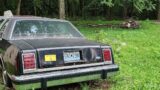 dear me!!! crazyman in the city #music #beats #edm #house #housemusic #deer #ford #nature