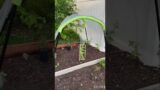 #diy Watermelon vines crawling chicken wire to create a #shaderoom Good idea or nah? #gardeningideas