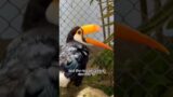 #shorts #shortsvideo #animals #birds #love #animalrescue #healing #humanity