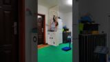 2948:Chinese kitten topples shelf in playful mishap