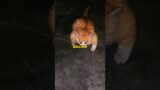 A muscular kitten #animals #shortvideo #rescue #cat #cute