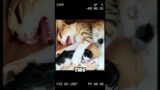 Abandoned Cat Family Gets a Miracle Second Chance! #shorts #short