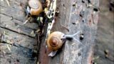Against All Odds: The Little Snail's Flood Story // The Brave Little Snail