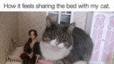 CAT MEMES