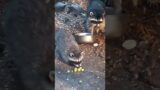 Cookie Monsters Smash Grapes #raccoontribe #raccoon #lilmamarac #sevenseesmusic2020