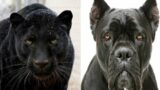 Dogs: A Frankensteinian Failure