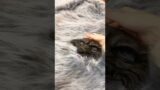 Fiz uma FANTASIA de LOBISOMEM