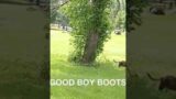 GOOD BOY BOOTS THE CAT {NEW} FELINE LISTENS TO HUMAN MOM #cat #felines #boots #mooncat #goodsouls