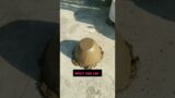 Handmade Mud pot #mudpots #handmade #plants#planter#trending #shorts #diypot#gardenplant#garden#diy