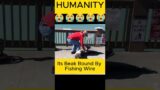 Humanity is Still Alive: Pelican Rescue #humanity #birdrescue