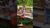 Kitten Rescue Under the Bridge #animals #rescue #shortvideo #shorts