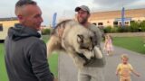 Motorhome Holiday With Huge Dogs And Kids! Are We Crazy!!
