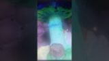 Mushroom Restored