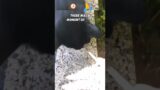 Neighbor's Cat to the Rescue!