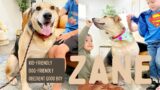 Obedient, Loving, Loyal Zane – A conversation with Olga, 3LP Director of Behavior and Intake
