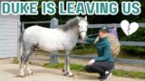 Rescue pony Duke leaves the yard… | This Esme