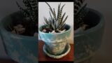 Some of the terracotta pots I painted for my plants. #painting #succulent #artwork