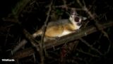 Sunday Funday with Lions and Bush Babies SafariLIVE Sunset – 18 August 2024