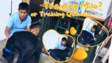 TRAINING MILO? OR TRAINING QUENTIN | CANDY AND QUENTIN | OUR SPECIAL LOVE